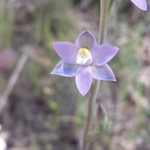 Thelymitra arenaria at Aranda, ACT - 17 Oct 2015