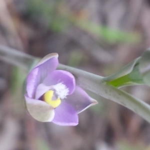 Thelymitra arenaria at Cook, ACT - 17 Oct 2015