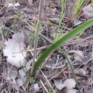 Thelymitra arenaria at Aranda, ACT - 17 Oct 2015