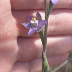 Thelymitra arenaria at Aranda, ACT - 17 Oct 2015