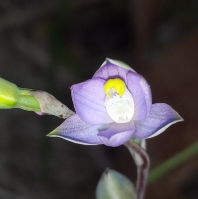Thelymitra pauciflora (Slender Sun Orchid) at Cook, ACT - 16 Oct 2015 by MattM