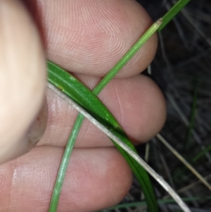 Thelymitra pauciflora at Cook, ACT - 17 Oct 2015