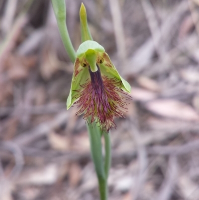 Calochilus montanus (Copper Beard Orchid) at Aranda Bushland - 17 Oct 2015 by MattM