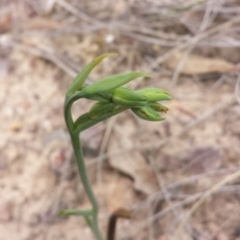 Calochilus montanus at Aranda, ACT - 17 Oct 2015