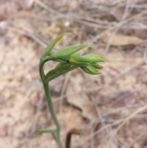 Calochilus montanus at Aranda, ACT - 17 Oct 2015