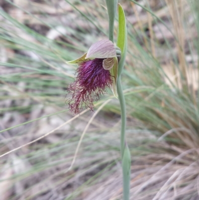 Calochilus platychilus (Purple Beard Orchid) at Aranda, ACT - 16 Oct 2015 by MattM