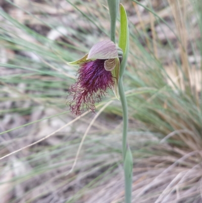 Calochilus platychilus (Purple Beard Orchid) at Aranda, ACT - 17 Oct 2015 by MattM