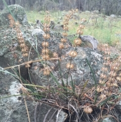 Lomandra multiflora (Many-flowered Matrush) at Mount Majura - 17 Oct 2015 by AaronClausen