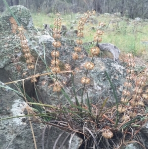 Lomandra multiflora at Canberra Central, ACT - 17 Oct 2015