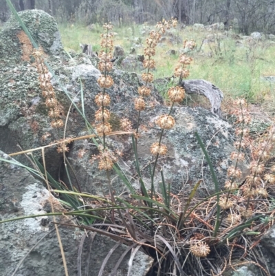 Lomandra multiflora (Many-flowered Matrush) at Mount Majura - 17 Oct 2015 by AaronClausen