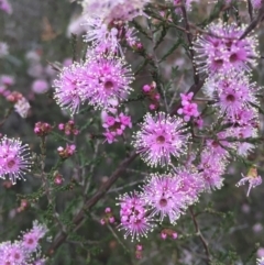 Kunzea parvifolia (Violet Kunzea) at Hackett, ACT - 17 Oct 2015 by AaronClausen