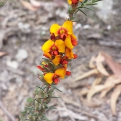 Dillwynia sericea (Egg And Bacon Peas) at Aranda Bushland - 17 Oct 2015 by MattM