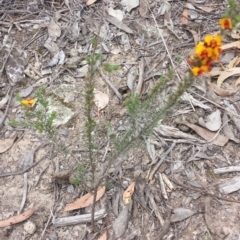 Dillwynia sericea at Aranda, ACT - 17 Oct 2015