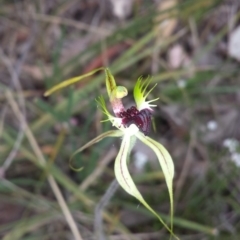 Caladenia atrovespa (Green-comb Spider Orchid) at Belconnen, ACT - 17 Oct 2015 by MattM