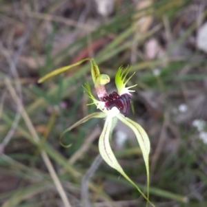 Caladenia atrovespa at Belconnen, ACT - 17 Oct 2015