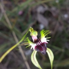 Caladenia atrovespa at Belconnen, ACT - 17 Oct 2015