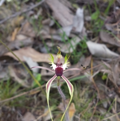 Caladenia atrovespa (Green-comb Spider Orchid) at Aranda, ACT - 17 Oct 2015 by MattM