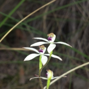 Caladenia cucullata at Cook, ACT - 17 Oct 2015