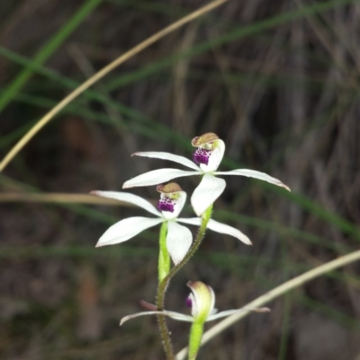 Caladenia cucullata (Lemon Caps) at Cook, ACT - 17 Oct 2015 by MattM