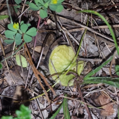 Corysanthes hispida (Bristly Helmet Orchid) at Aranda, ACT - 17 Oct 2015 by MattM