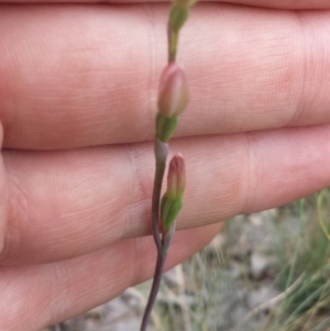 Thelymitra carnea at Undefined Area - suppressed