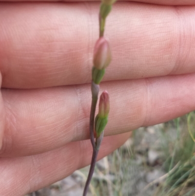 Thelymitra carnea (Tiny Sun Orchid) at Aranda, ACT - 17 Oct 2015 by MattM