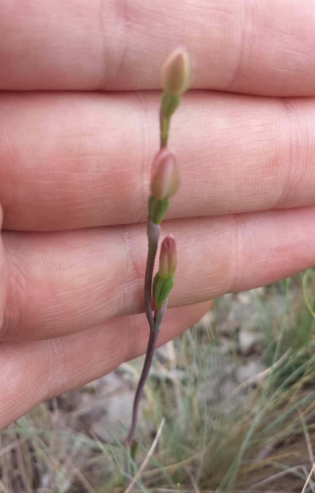 Thelymitra carnea at Cook, ACT - 17 Oct 2015