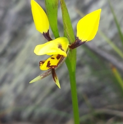 Diuris sulphurea (Tiger Orchid) at Aranda Bushland - 17 Oct 2015 by MattM