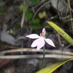 Caladenia carnea (Pink Fingers) at Aranda, ACT - 17 Oct 2015 by MattM