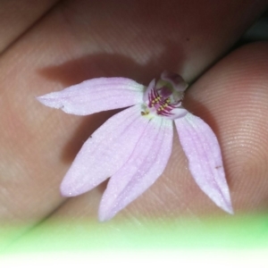 Caladenia carnea at Aranda, ACT - 17 Oct 2015