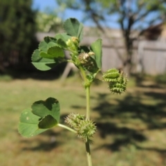 Medicago polymorpha (Burr Medic) at Conder, ACT - 14 Oct 2015 by michaelb