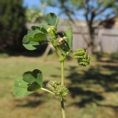 Medicago polymorpha (Burr Medic) at Conder, ACT - 15 Oct 2015 by MichaelBedingfield