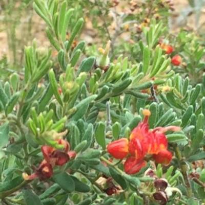 Grevillea alpina (Mountain Grevillea / Cat's Claws Grevillea) at Dryandra St Woodland - 17 Oct 2015 by ibaird