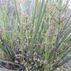 Lomandra multiflora (Many-flowered Matrush) at Point Hut to Tharwa - 15 Oct 2015 by michaelb