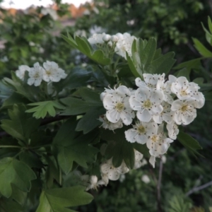 Crataegus monogyna at Paddys River, ACT - 15 Oct 2015