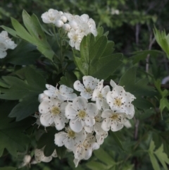 Crataegus monogyna at Paddys River, ACT - 15 Oct 2015