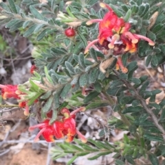 Grevillea alpina (Mountain Grevillea / Cat's Claws Grevillea) at Dryandra St Woodland - 17 Oct 2015 by ibaird