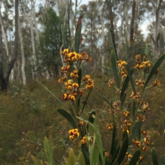 Daviesia mimosoides (Bitter Pea) at Dryandra St Woodland - 17 Oct 2015 by ibaird