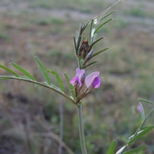 Vicia sativa subsp. nigra at Paddys River, ACT - 15 Oct 2015 07:08 PM