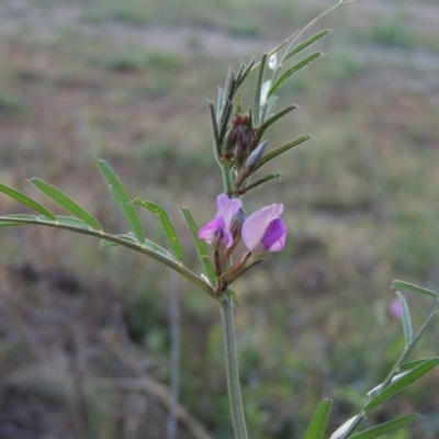 Vicia sativa subsp. nigra (Narrow-leaved Vetch) at Point Hut to Tharwa - 15 Oct 2015 by michaelb