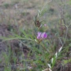 Vicia sativa subsp. nigra at Paddys River, ACT - 15 Oct 2015 07:08 PM