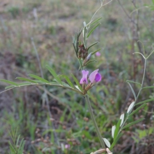 Vicia sativa subsp. nigra at Paddys River, ACT - 15 Oct 2015 07:08 PM