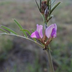 Vicia sativa subsp. nigra at Paddys River, ACT - 15 Oct 2015 07:08 PM