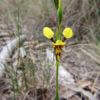 Diuris sulphurea (Tiger Orchid) at Nicholls, ACT - 17 Oct 2015 by gavinlongmuir