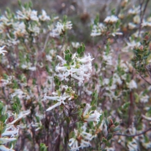 Brachyloma daphnoides at Nicholls, ACT - 11 Oct 2015