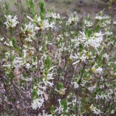 Brachyloma daphnoides at Nicholls, ACT - 11 Oct 2015