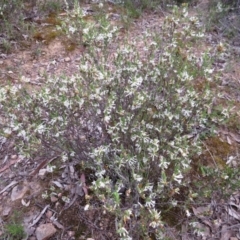 Brachyloma daphnoides at Nicholls, ACT - 11 Oct 2015