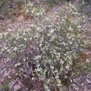 Brachyloma daphnoides at Nicholls, ACT - 11 Oct 2015 03:51 PM