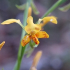 Diuris nigromontana (Black Mountain Leopard Orchid) at Nicholls, ACT - 11 Oct 2015 by gavinlongmuir