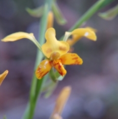 Diuris nigromontana (Black Mountain Leopard Orchid) at Percival Hill - 11 Oct 2015 by gavinlongmuir